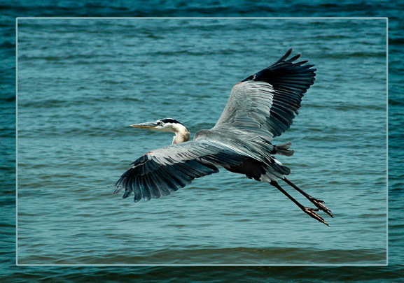 Sandy Thomas photo of Great Blue