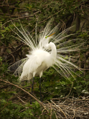 John SAgert Image for the Feathers Show