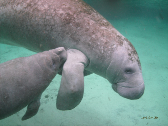 Lori Smith Manatee's