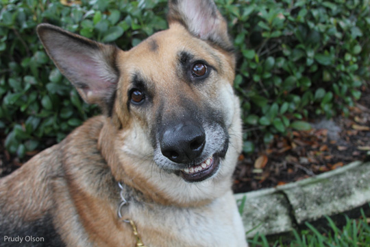 Prudy Olson photo of Dog