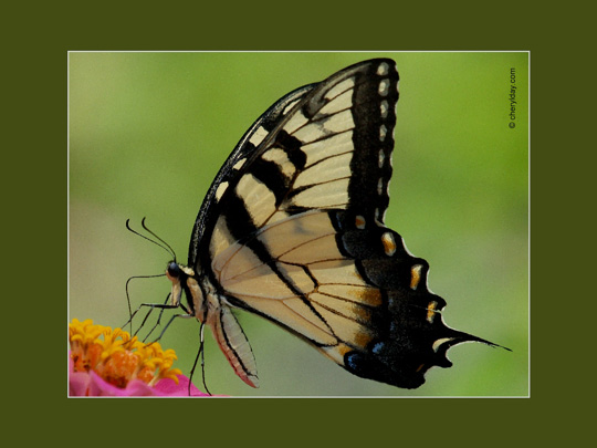 Cheryl anne butterfly